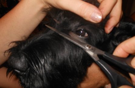 Grooming schnauzer