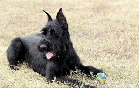 Giant Schnauzer with a ball