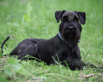 Giant Schnauzer lies in the grass