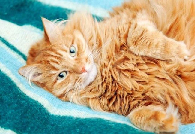 In Siberian cats, red color is rare, but if you are lucky enough to find such a kitten, consider that a lot of happiness has come to your house