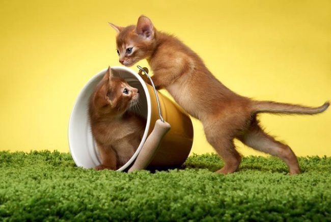 Playful Red Abyssinian Kittens