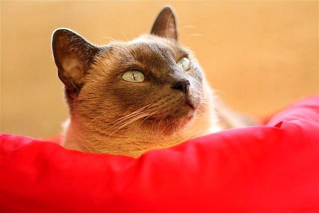 Red Siamese cats - a real rarity