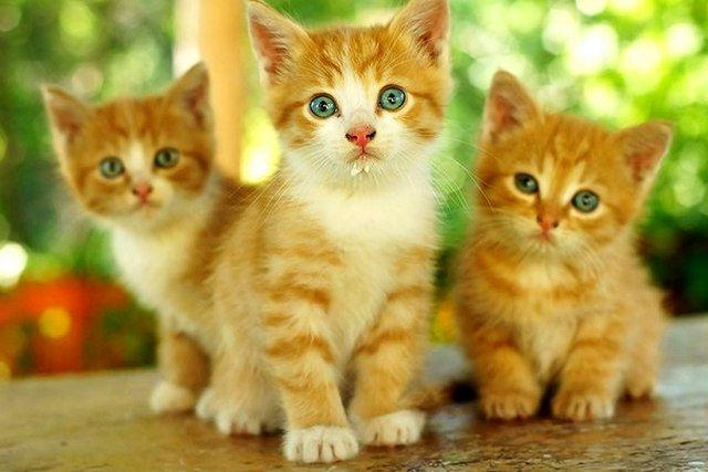 Gentle and defenseless red kittens