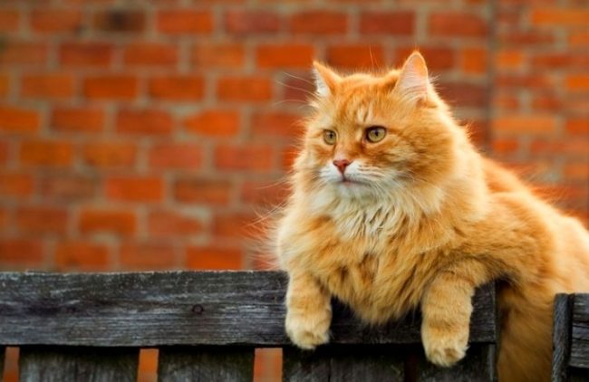 There is also a sign that the red or gold color of the cat contributes to the well-being in the house