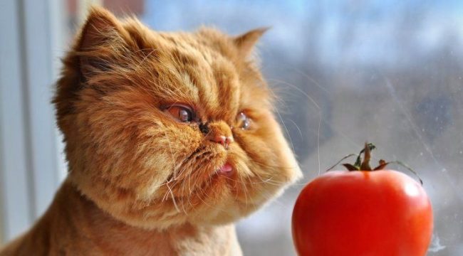 The red cat practices hypnosis. Now it’s a tomato to turn into a piece of meat
