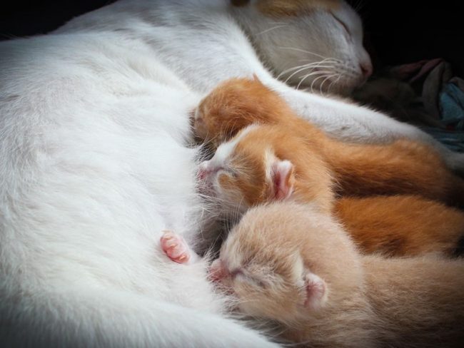 The cat needs a reinforced diet after birth. It is necessary to feed the mother 5-6 times a day with light, low-fat food, which may have to be brought directly to the box if she does not want to leave the kittens