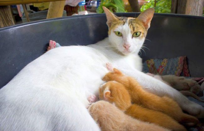Introduce the cat to the maternity site in advance. If she refuses to live in it, give the opportunity to produce offspring in the place she has chosen, and after all, move the mother and her children to the prepared conditions
