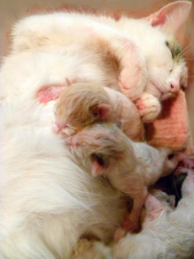 12-24 hours before the birth begins, the cat's body temperature drops to 37 ° C, maybe even lower; and after its maximum drop in a day, the cat begins to give birth