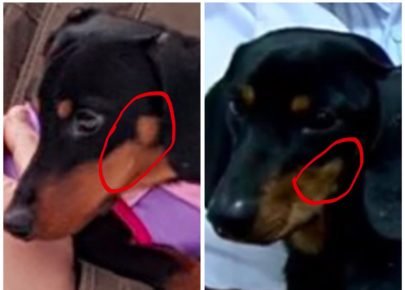 Comparison of the drawing on the face of the dachshund Nicholas and the dachshund living in the house of the Deputy Prime Minister
