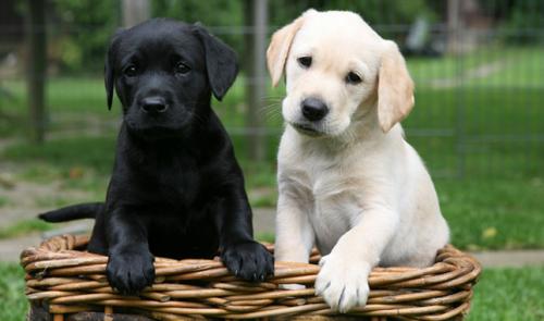 Labrador height and weight - development chart for months