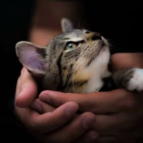 Kitten in the palms