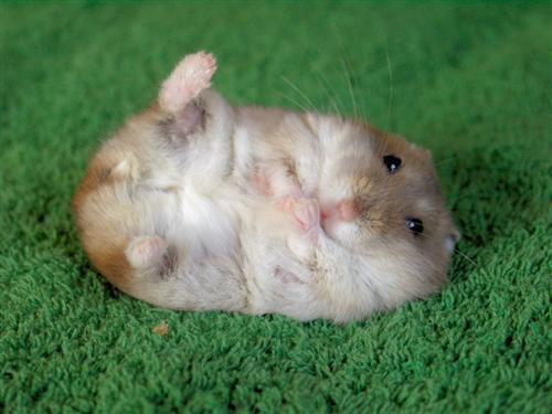 Hamster Care and Maintenance Guide