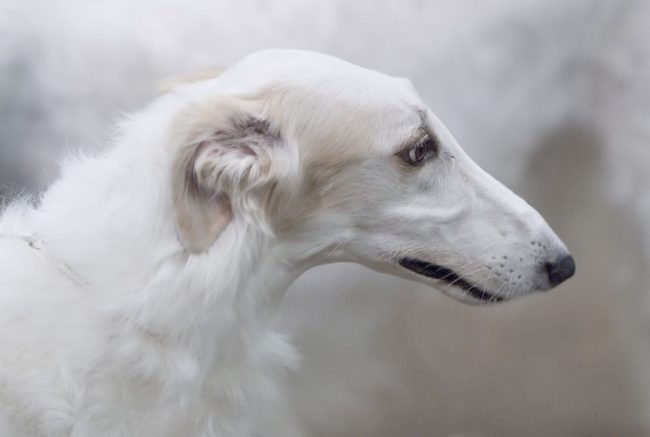 Russian greyhound