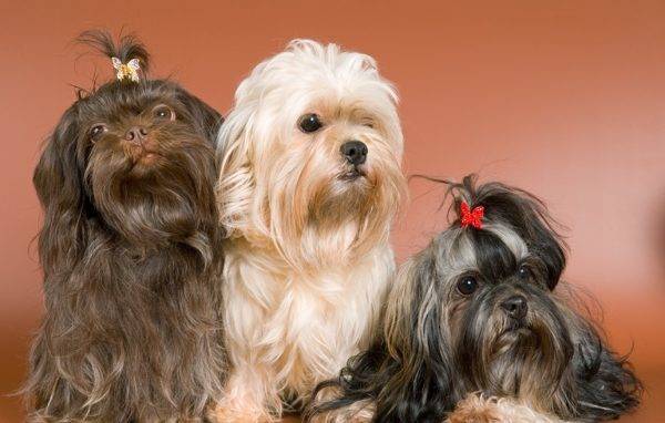 Russian color lapdog three