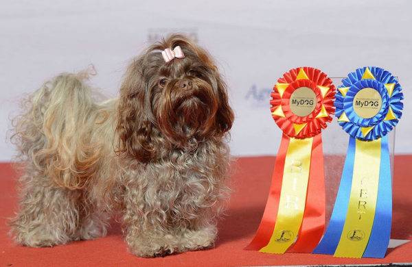 Russian colored lapdog with awards
