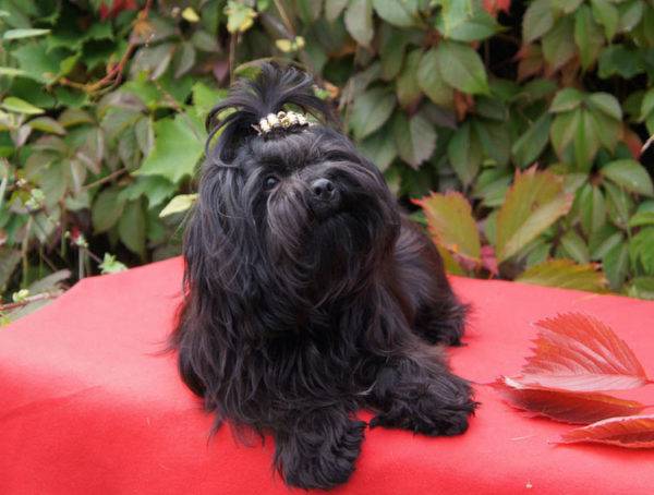 Russian colored lap-dog black