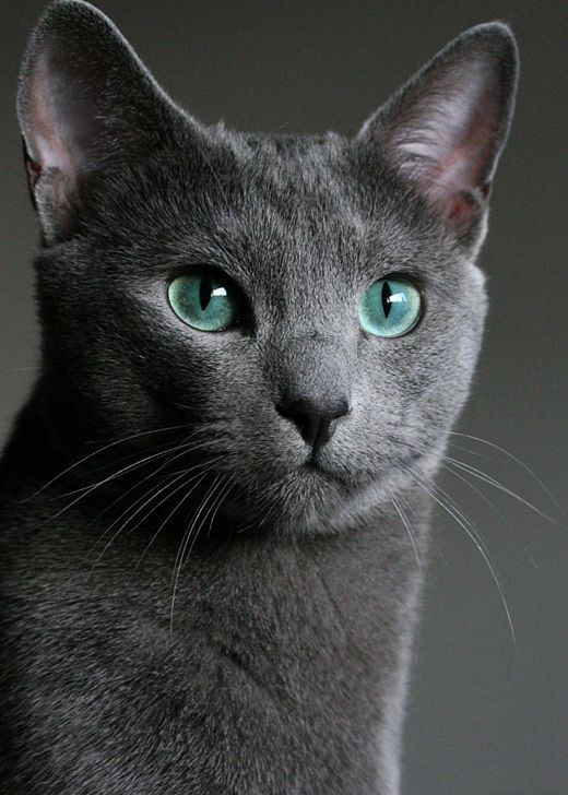 Russian blue cat - the most popular of the short-haired cat breeds in the world