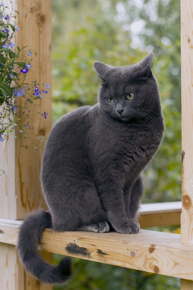 The Russian blue cat is a fairly clean breed, it is very sensitive to the cleanliness of the tray. The cat will not go into the tray that is not clean enough. She will do her job elsewhere.