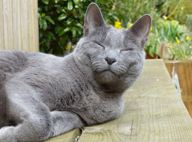 A big plus for the Russian blue - no need to mark territory