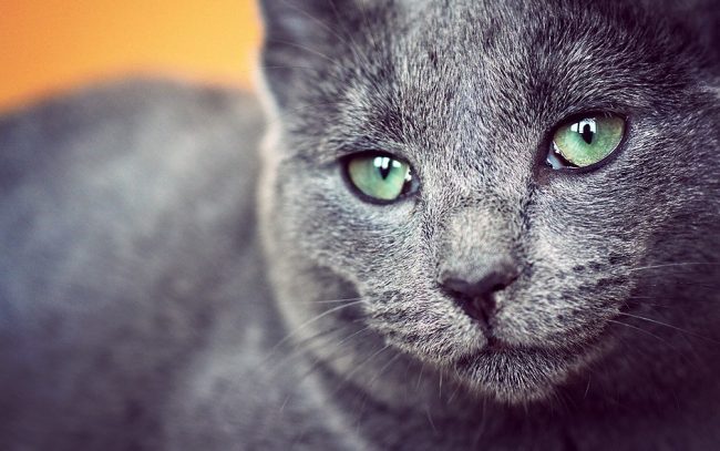Russian blue cat gets used to one house and does not tolerate moving from place to place