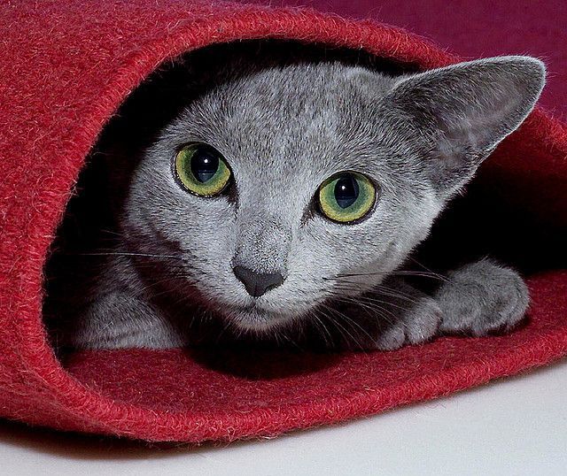 A Russian blue cat is never annoying or annoying, and does not tolerate violence against itself.