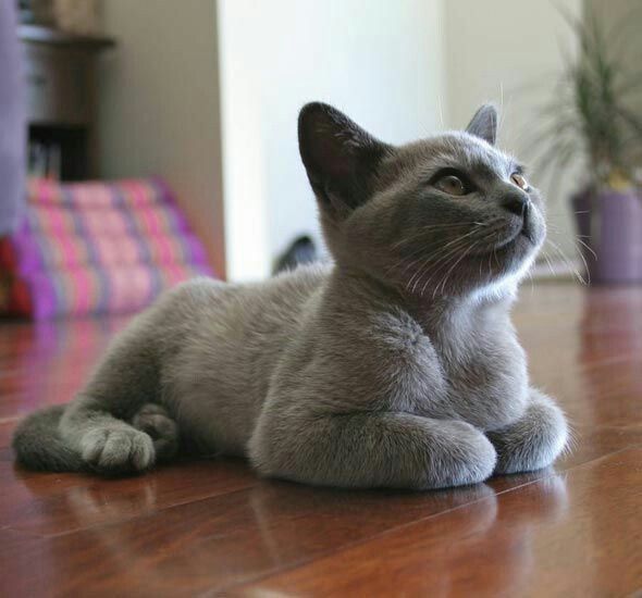 During the games, the Russian blue cat does not release its claws, so you can not be afraid that it will hurt the child