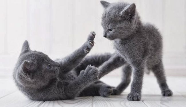 Jumping and curious Russian blue loves to play everywhere and with everyone