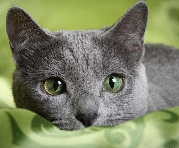 The Russian blue has a highly developed hunting instinct. It catches flies, mosquitoes and butterflies, and can spend hours watching mice.