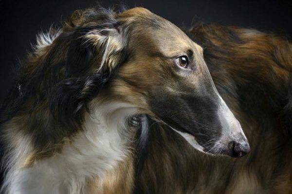 Russian canine greyhound beautiful