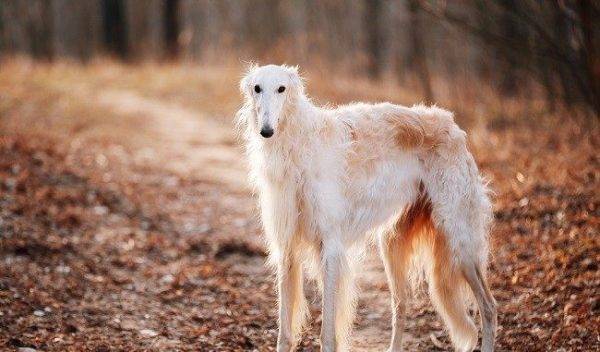 Russian canine greyhound in the forest