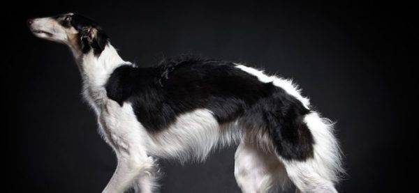 great greyhound