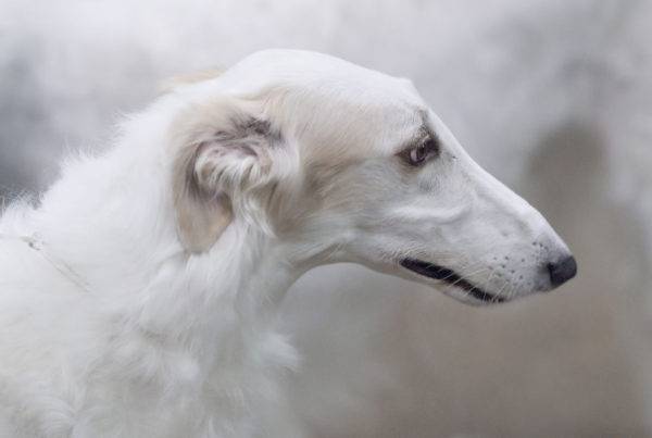 cute russian canine greyhound