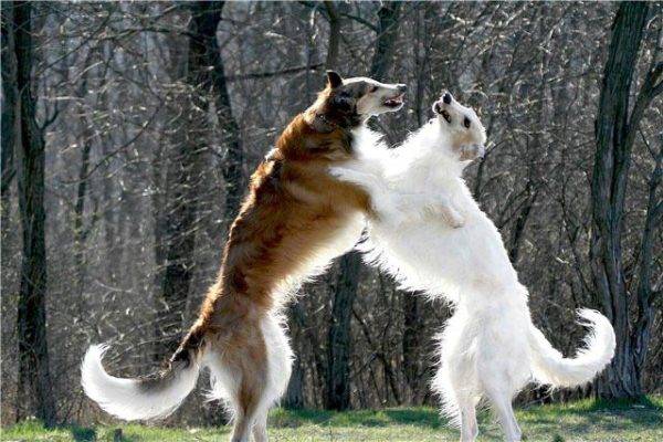 two Russian canine greyhounds