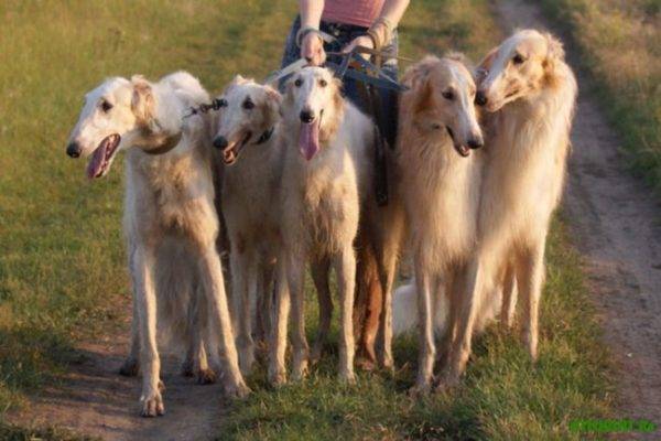 many Russian borzoi dogs in the field