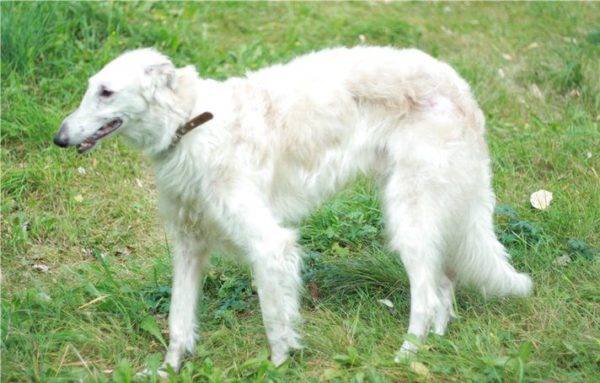 Russian white borzoi