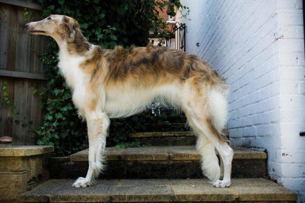 Russian Canine Greyhound
