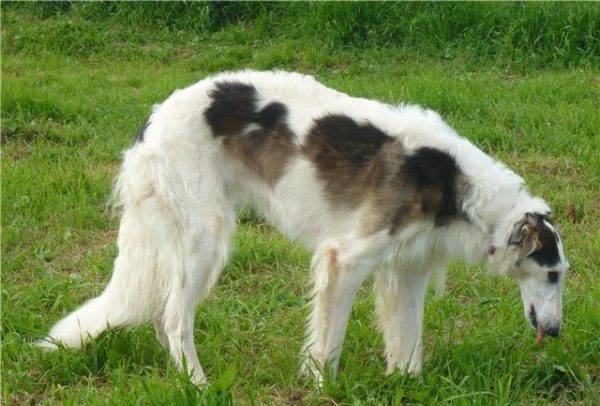 Russian Borzoi borzoi color