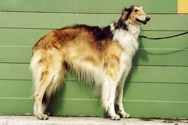 Russian canine greyhound color Murugi