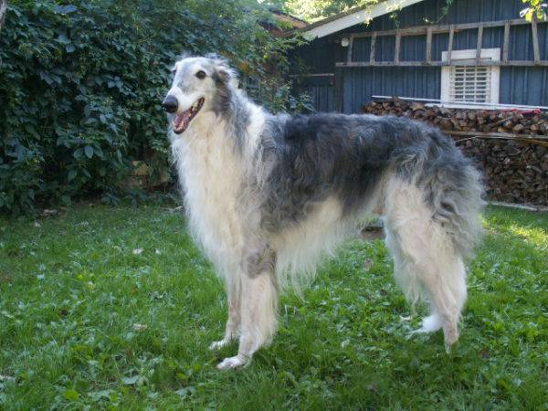 Russian canine greyhound gray