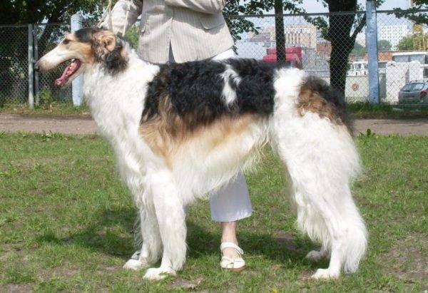 Russian Canine Greyhound Chubaray