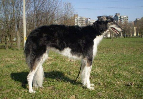 Russian canine black greyhound