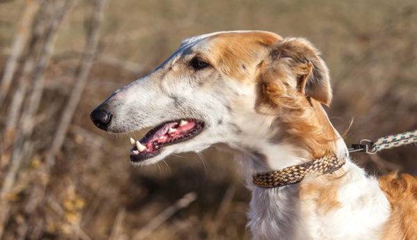 Russian borzoi on a beautiful background