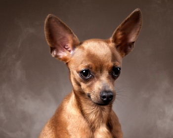 Russian Toy Terrier Russian Toy Terrier