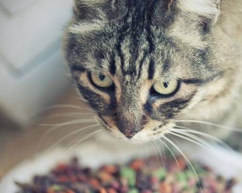 Diabetes in cats - symptoms, signs and treatment