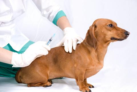 Diabetes mellitus in dogs, symptoms of the disease, diagnosis and treatment