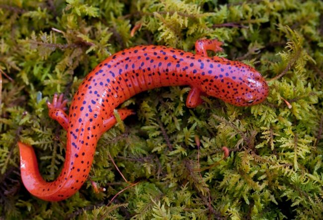 Salamander