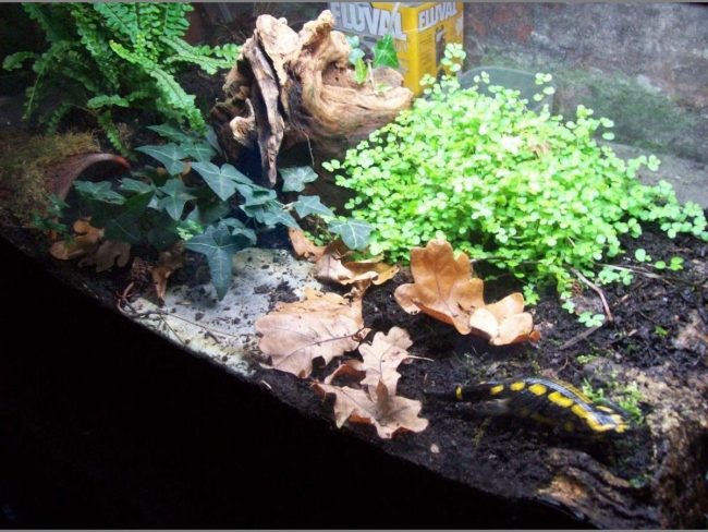 Salamander