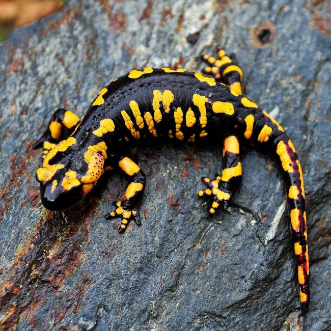 Salamander