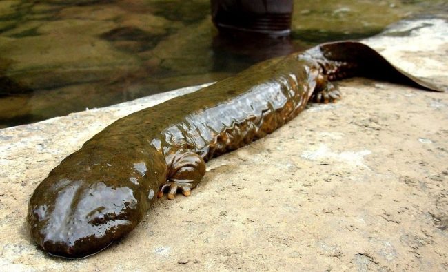 Salamander