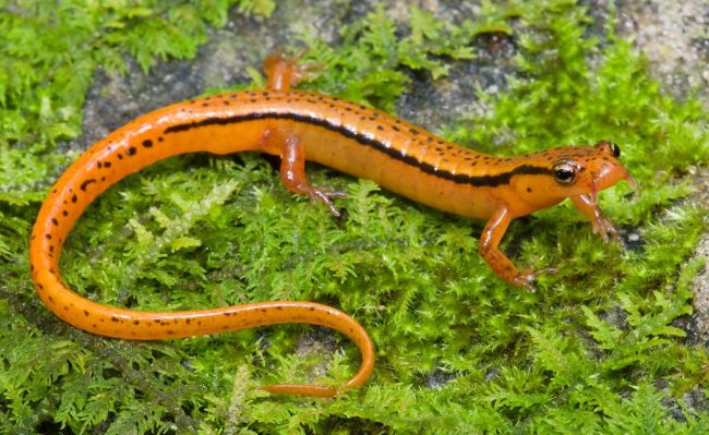 Salamander